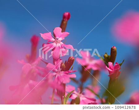 blue sky and possum flowers blue sky and possum flowers 109412678