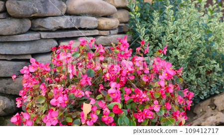 garden or park flowerbed, decorated with decorative stone, with a combination of beautiful flowering plants and green bushes, landscape design with a mix of natural stone and bright delicate flowers 109412717