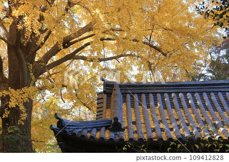 Yellow leaves of an ancient temple Yellow leaves of an ancient temple 109412828