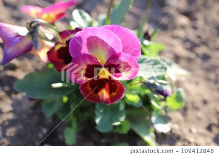 冬季花園裡盛開的紅色三色堇花 109412848