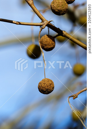 plane tree cones plane tree cones 109412893