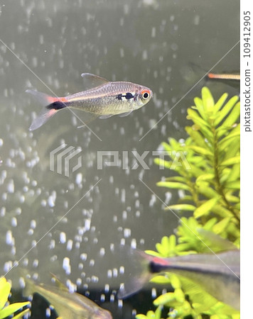 水族館 熱帶魚 火尾 螢火蟲 tetra 水族館 熱帶魚 火尾 螢火蟲 tetra 109412905