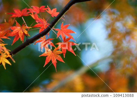 Autumn leaves Autumn leaves 109413088