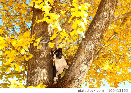 波士頓梗犬 Mighty 會爬上冬季裝飾毛呂山鎮的銀杏樹，俯瞰鄉村。 109413163