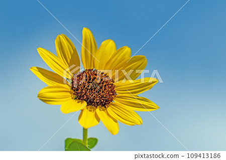 房子周圍的花朵 - 不同的季節 - 美麗閃亮、精緻的花瓣 - 小盆栽向日葵 房子周圍的花朵 - 不同的季節 - 美麗閃亮、精緻的花瓣 - 小盆栽向日葵 109413186