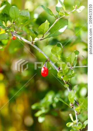 Goji fruit Goji fruit 109413550