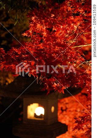 Autumn leaves at night at Daiyuzan Saijoji Temple Autumn leaves at night at Daiyuzan Saijoji Temple 109413589