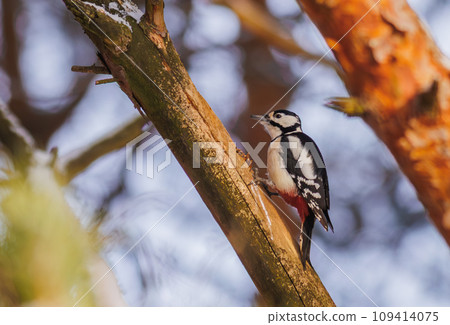 Great spotted woodpecker - Dendrocopos major 109414075
