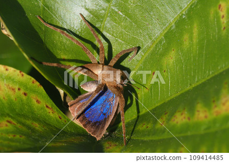 A black-billed spider preying on a black-spotted spider A black-billed spider preying on a black-spotted spider 109414485