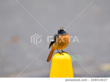 Daurian Redstart perched on a yellow triangular cone 109414637