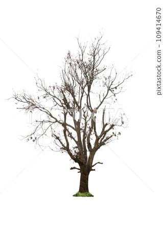 Tree with dried twigs Tree with dried twigs 109414670