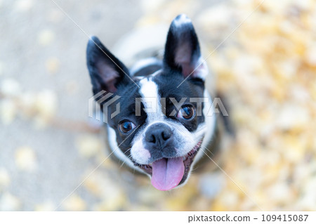 [Autumn] Boston Terrier [Ginkgo] 109415087