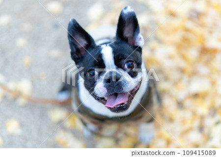 [Autumn] Boston Terrier [Ginkgo] 109415089