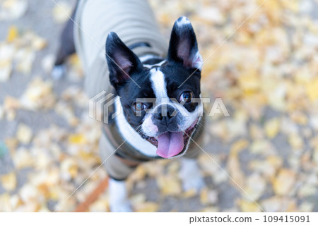 [Autumn] Boston Terrier [Ginkgo] 109415091