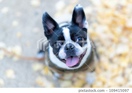 [Autumn] Boston Terrier [Ginkgo] 109415097