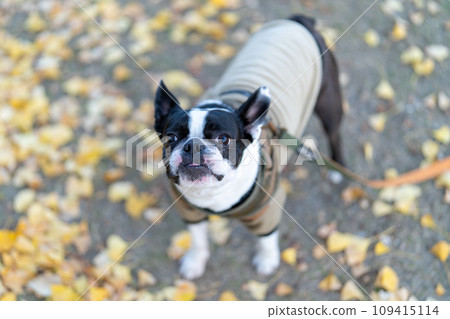[Autumn] Boston Terrier [Ginkgo] 109415114