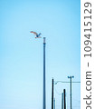[Street Corner Snap] Scenery with seagulls 109415129