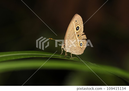 Himejanome 109415134