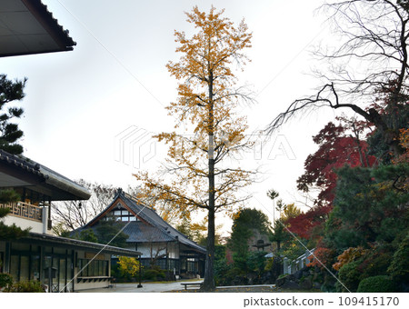 Shaolin Mountain Daruma Temple in autumn, ginkgo tree and large auditorium 109415170