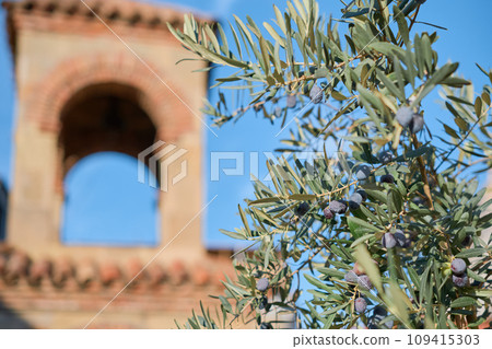 Young olive tree against the background of an old building, growing young olive trees as seedlings for an eco-farm, concept for advertising olive oil on farms 109415303