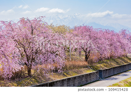 Spring in Asahi Town, Toyama Prefecture Asahi Funakawa “Quartet” Spring in Asahi Town, Toyama Prefecture Asahi Funakawa “Quartet” 109415428