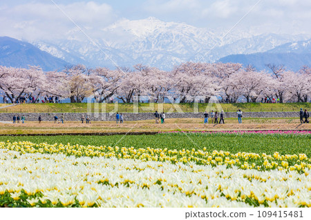 Spring in Asahi Town, Toyama Prefecture Asahi Funakawa “Quartet” 109415481