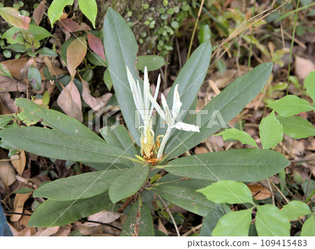 Rhododendrons blooming on the promenade of Shimojo Falls, Shimojo, Oguni Town, Aso District, Kumamoto Prefecture 109415483