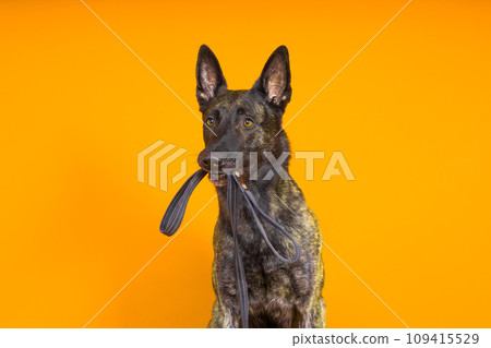 Dutch shepherd dog and leash in the teeth, studio shot Dutch shepherd dog and leash in the teeth, studio shot 109415529