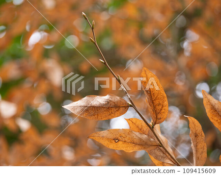 Dead leaves and winter buds of Yamakoubashi 109415609