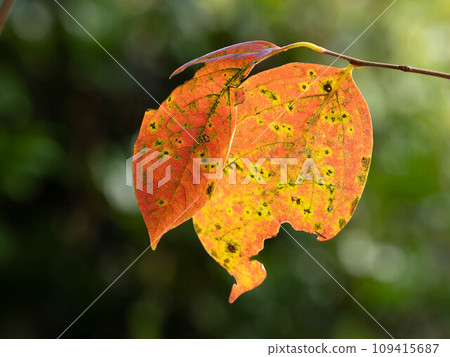 秋天的柿子樹的葉子 109415687