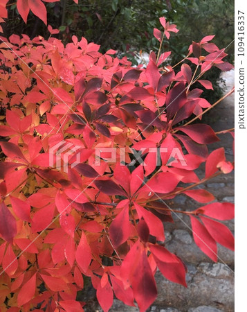 鮮紅的餃子 109416337