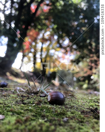 Acorn that fell to the ground Acorn that fell to the ground 109416338