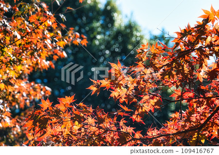 深秋時節,在日本庭園欣賞美麗的紅葉 深秋時節,在日本庭園欣賞美麗的紅葉 109416767