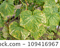 Cucumber plant infected by downy mildew or Pseudoperonospora cubensis in the garden. Cucurbits vegetables disease. Leaves with mosaic yellow spots. 109416967
