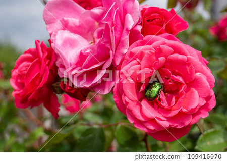 Green rose chafer beetle or Cetonia aurata on a bright pink rose bloom in the garden. Green rose chafer beetle or Cetonia aurata on a bright pink rose bloom in the garden. 109416970