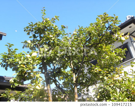 黃色木瓜有益於家庭健康 黃色木瓜有益於家庭健康 109417215