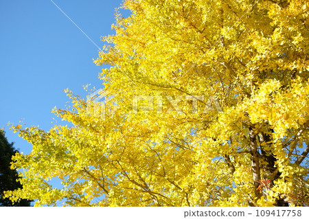 Blue sky and Ginkgo biloba Blue sky and Ginkgo biloba 109417758