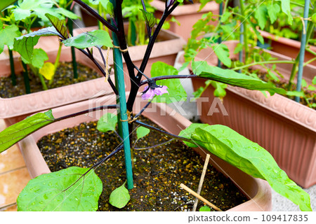 Flowers have bloomed on the eggplants being grown in the planter. Flowers have bloomed on the eggplants being grown in the planter. 109417835