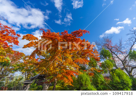 京都源光庵境內的紅葉 京都源光庵境內的紅葉 109417918