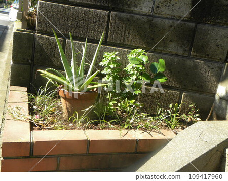 門花壇周圍的蘆薈和盆栽蘆薈 109417960