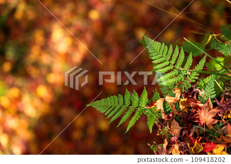 Contrast between fallen autumn leaves and green fern 109418202