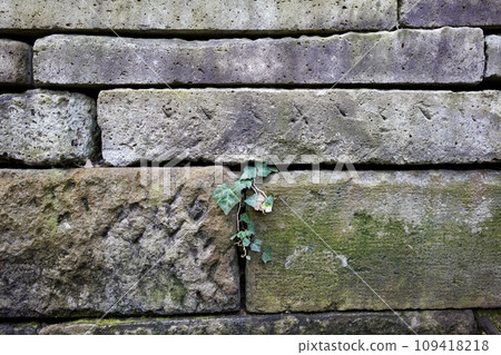 plants growing from stone walls plants growing from stone walls 109418218