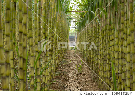 Sugarcane plants grow in field 109418297