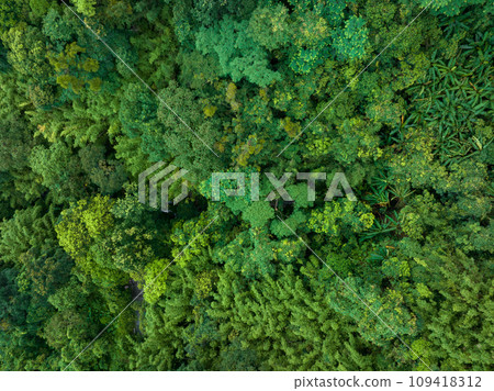 Aerial view of tropical forest in summer Aerial view of tropical forest in summer 109418312