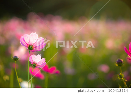 Big cosmos Big cosmos 109418314