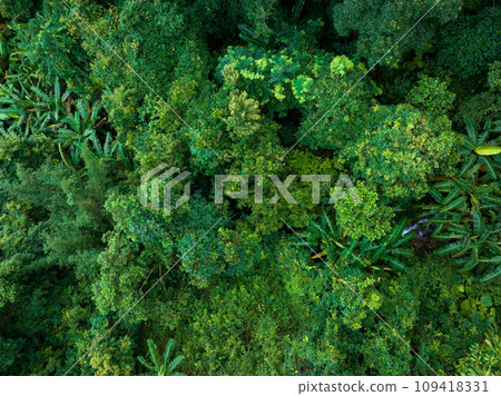 Aerial view of tropical forest in summer Aerial view of tropical forest in summer 109418331