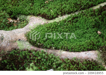 樹木大根間生長著綠色苔蘚的花園景觀 樹木大根間生長著綠色苔蘚的花園景觀 109418955