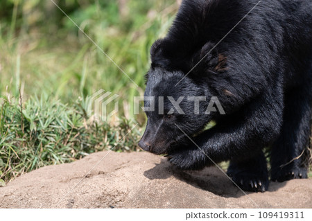 Asian black bears Asian black bears 109419311