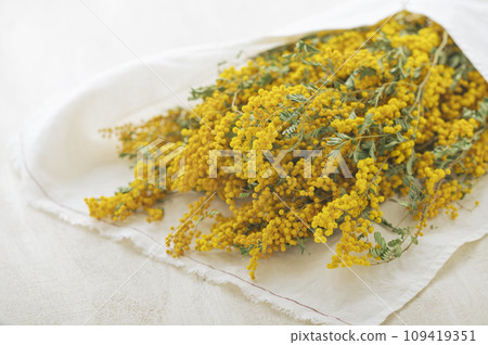 含羞草花束和白色亞麻布 含羞草花束和白色亞麻布 109419351