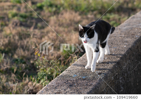 Walking cat black and white cat 109419660